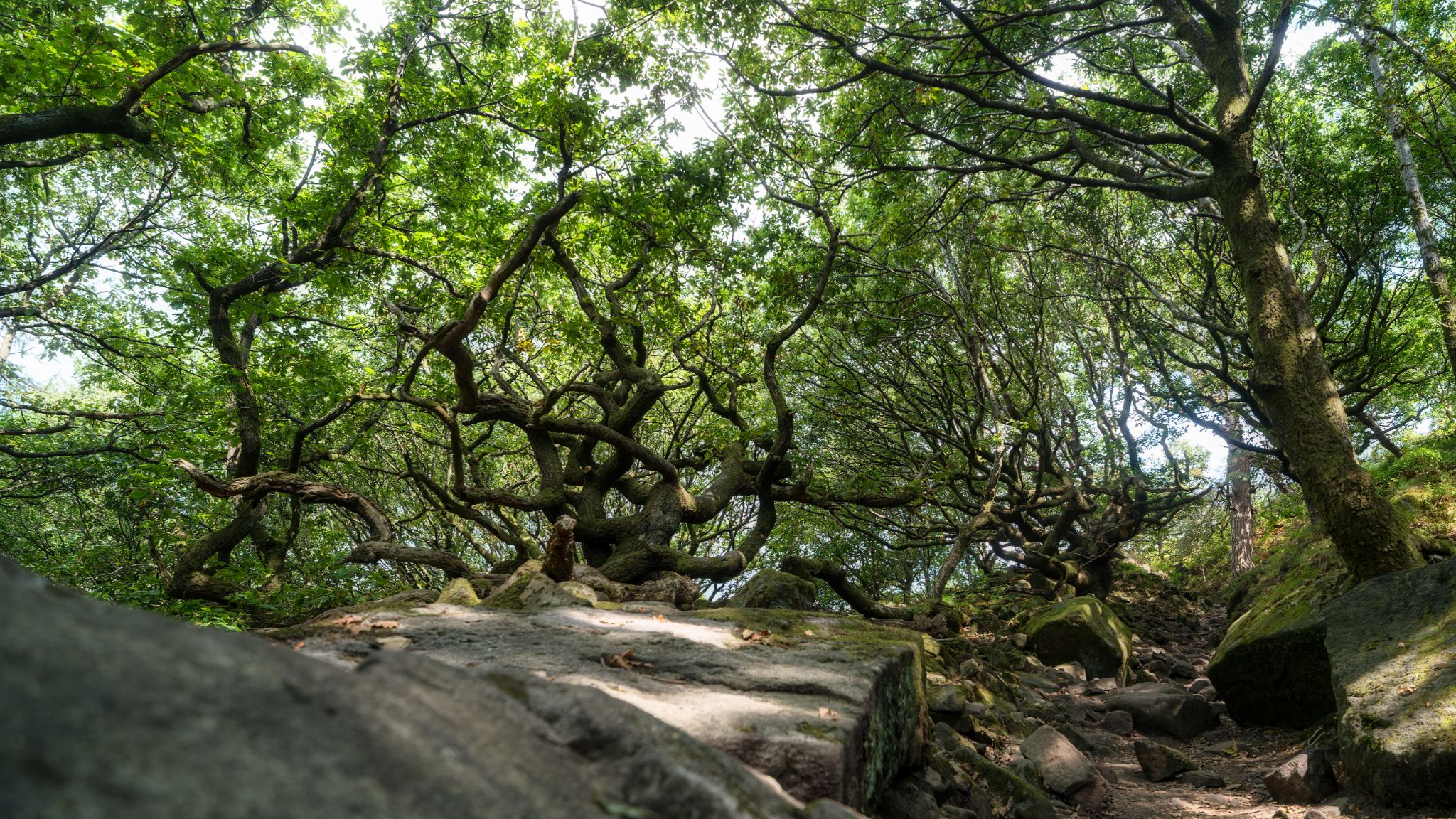 Wald der verdrehten Bäume